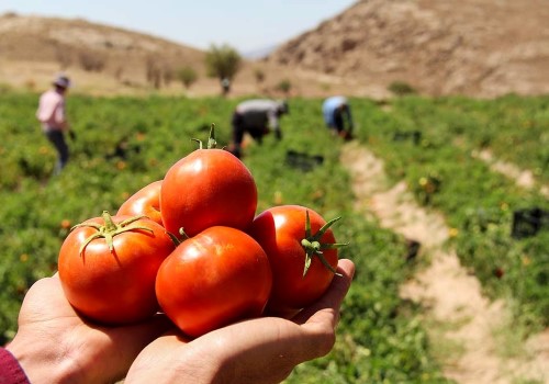 قیمت خرید گوجه فرنگی شیرازی + فروش ویژه
